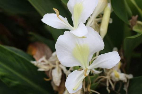 白蝴蝶花市场价格多少钱一盆 白蝴蝶花的主要价值