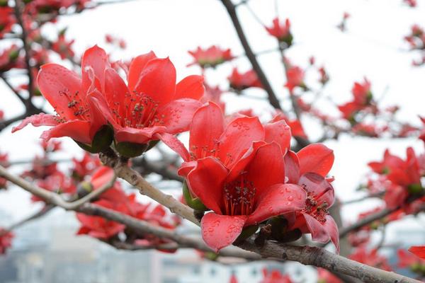 木棉花种子市场价格多少钱一斤 木棉花种子怎么种植