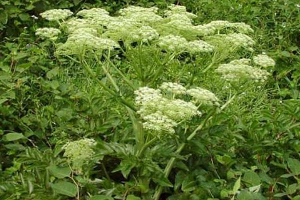 川芎市场价格多少钱一斤 川芎的种植