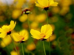 大花金鸡菊种子市场价格多少钱一斤,大花金鸡菊