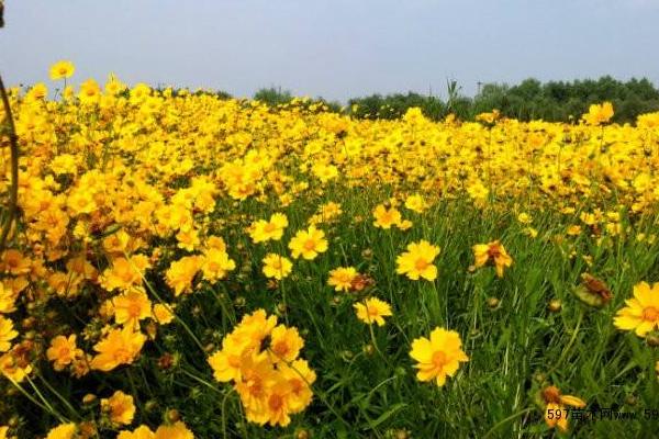 大花金鸡菊种子市场价格多少钱一斤 大花金鸡菊种子的种植方法