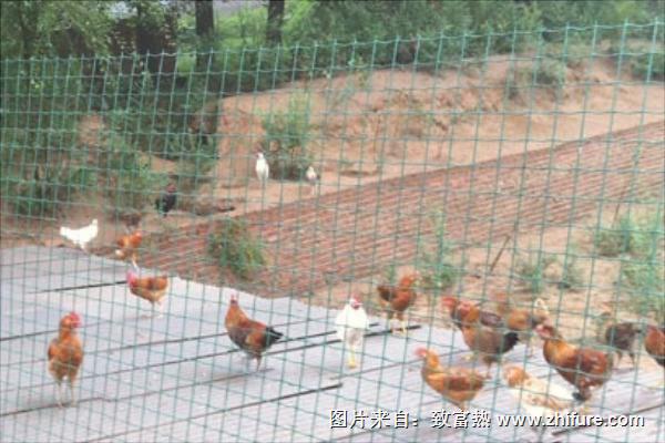 养鸡护栏网价格多少钱一米
