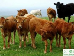 养肉牛的市场前景