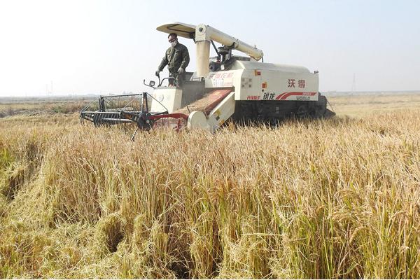 沙漠种植水稻初获成功引发关注