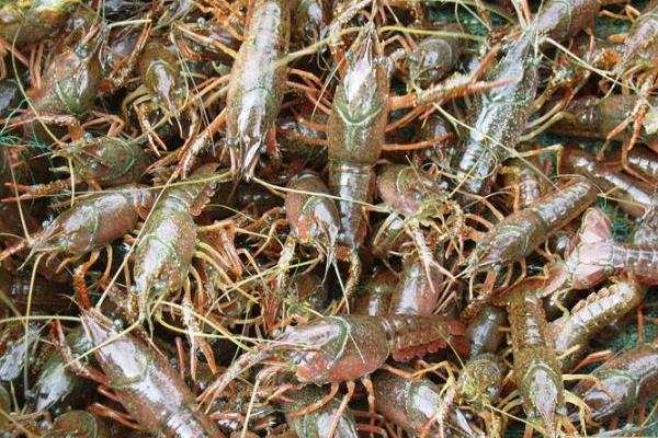 小龙虾养殖利润和效益