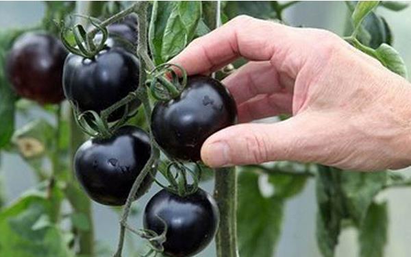 黑番茄种子价格多少钱一斤