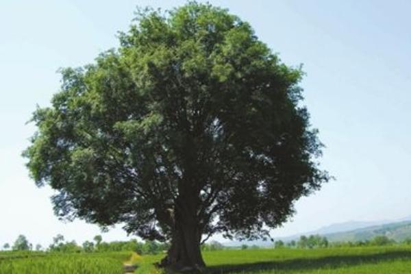 榆树市场价格多少钱一棵（20年、30年、50年等） 榆树盆景制作方法