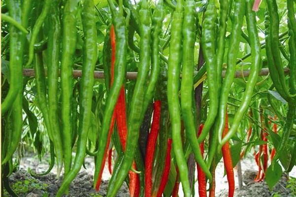 辣椒种植效益分析