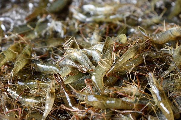 养一亩河虾能赚多少钱？养河虾的成本和利润