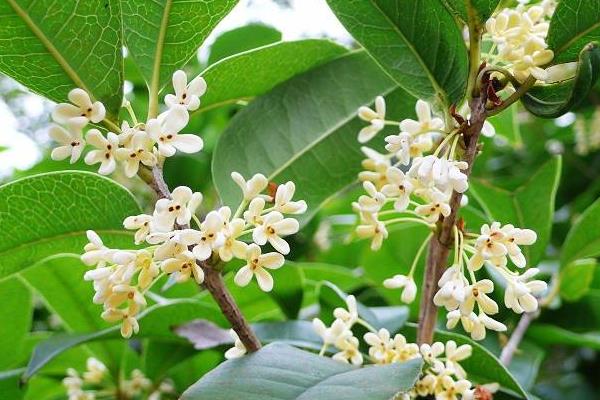 桂花盆景市场价格多少钱一盆 桂花的品种