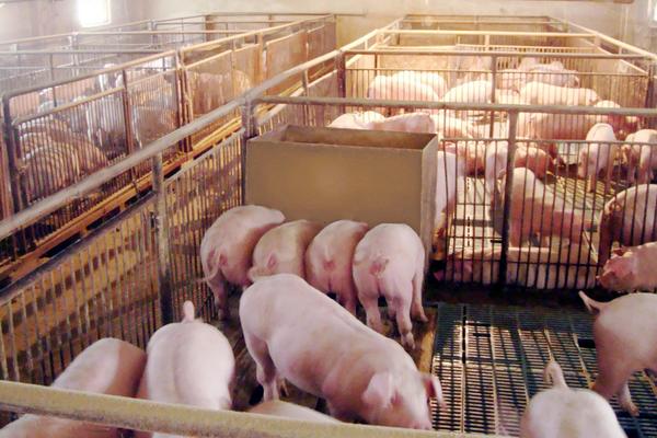 猪价行情分析预测