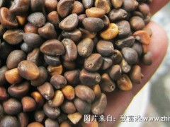 空心菜种子价格多少钱一斤