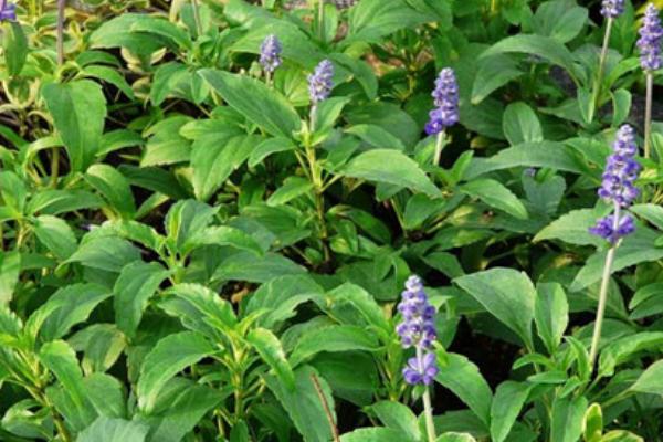 鼠尾草种子市场价格多少钱一斤 鼠尾草种子的种植技术