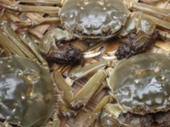 养一亩河蟹能赚多少钱?养河蟹的成本和利润
