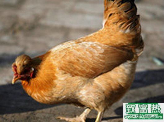 中国蛋鸡产业全球第一 质量有待提高