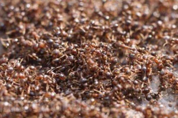 蚂蚁养殖的市场前景