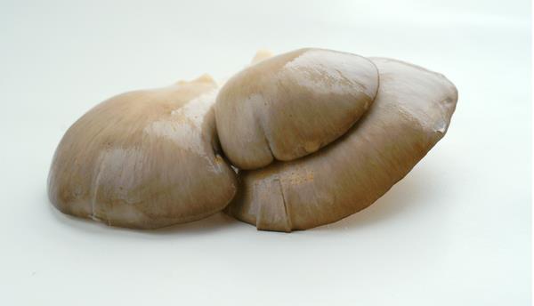 平菇菌种市场价格多少钱一斤 平菇菌种的优劣判断