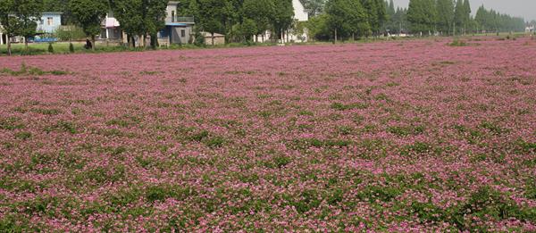 紫云英种子市场价格多少钱一斤 紫云英的种植技术