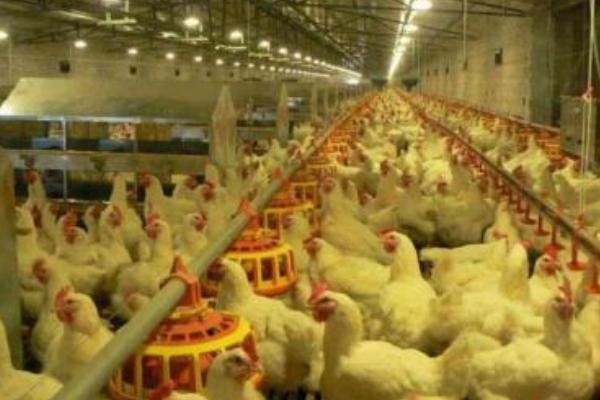 养1000只肉鸡能赚多少钱?养肉鸡的成本和利润