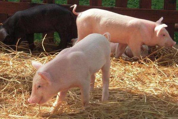 明年（2020）猪价行情怎么样？涨还是跌？