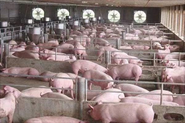 养100头猪需要多少成本？养猪的成本和利润 