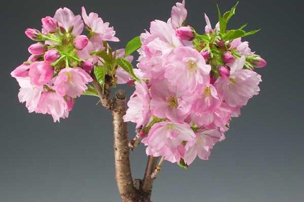 樱花种子市场价格多少钱一斤 樱花的繁殖方法