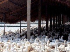 养1000只蛋鸭能赚多少钱?养蛋鸭的成本和利润