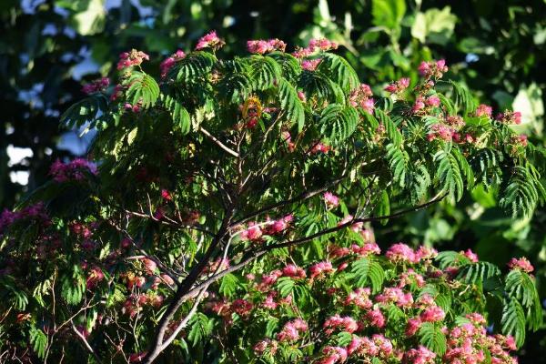 合欢花种子市场价格多少钱一斤 合欢花的种植技术