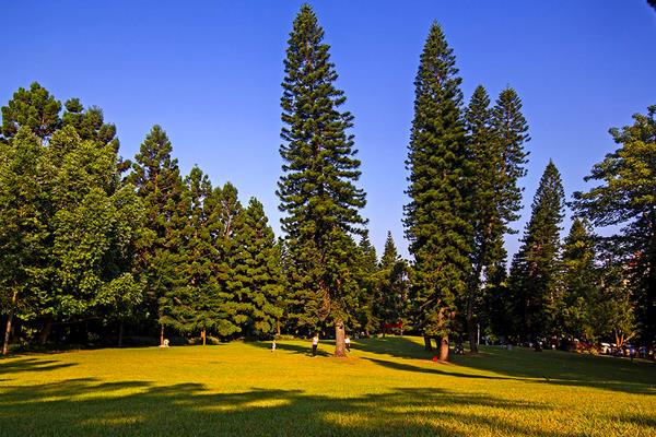 南洋杉种子市场价格多少钱一斤 南洋杉的作用