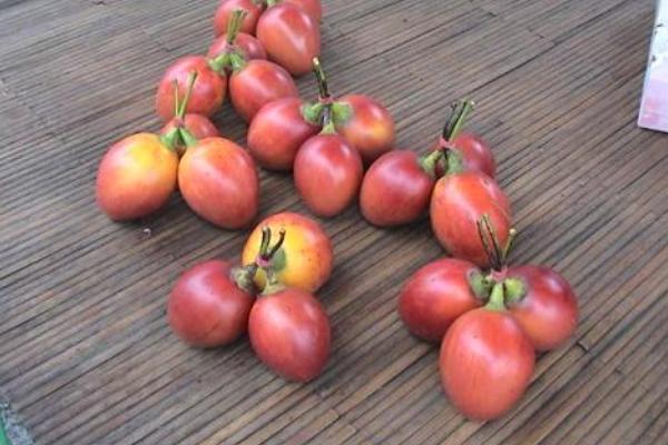 树番茄市场价格多少钱一斤