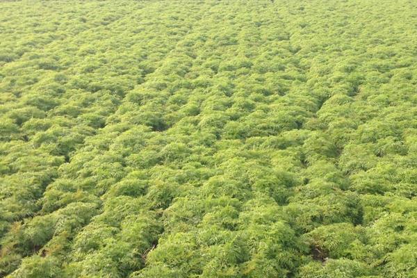 川芎市场价格多少钱一斤 川芎的种植