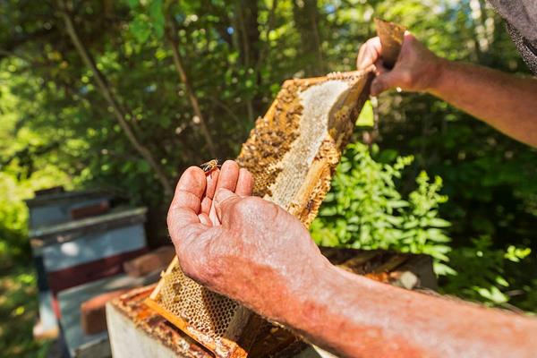 养蜂赚钱吗？