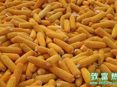 2016中国玉米价格如此高,谁会来买?