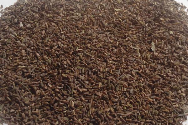 柴胡种子市场价格多少钱一斤 柴胡种子处理方法