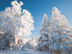 雪松小苗市场价格多少钱一棵（80公分）,雪松的