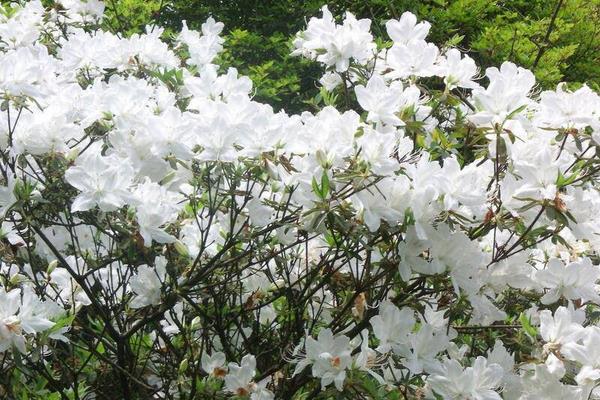 栀子花树市场价格多少钱一株 栀子花怎么种