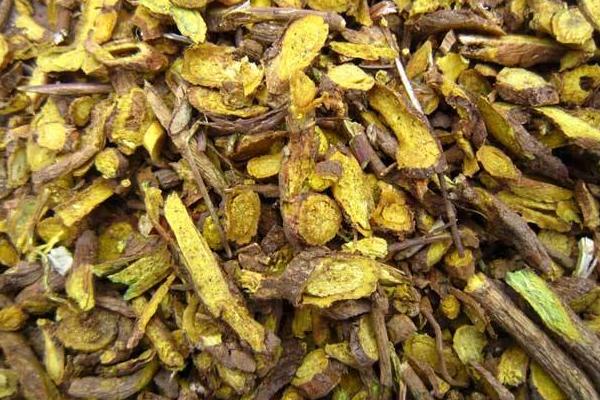 黄芩种子市场价格多少钱一斤 黄芩的繁殖方法