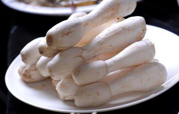 鸡腿菇市场价格多少钱一斤 鸡腿菇的保存方法