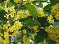 桂花树市场价格多少钱一棵,桂花种子怎么种