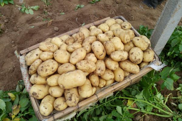 马铃薯种子价格多少钱一斤