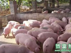 2016猪价格行情预测及影响因素
