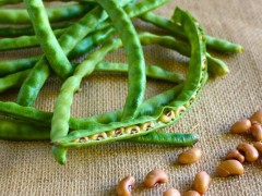 豇豆种子市场价格多少钱一斤