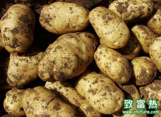 马铃薯主食产品达数百种