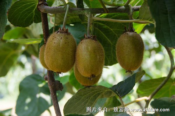 徐香猕猴桃价格多少钱一斤