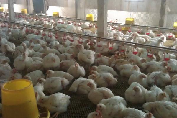 养1000只肉鸡能赚多少钱?养肉鸡的成本和利润