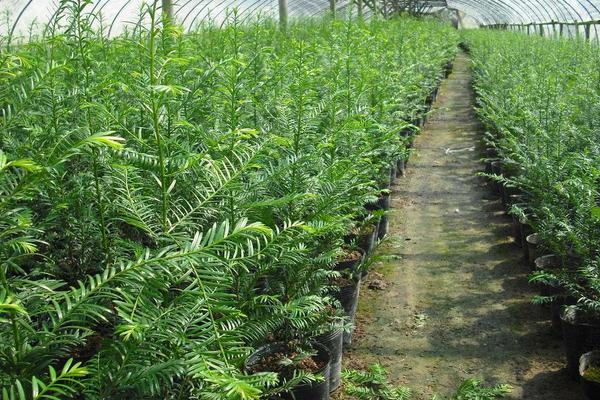 红豆杉市场价格多少钱一棵（10公分） 红豆杉的养殖方法
