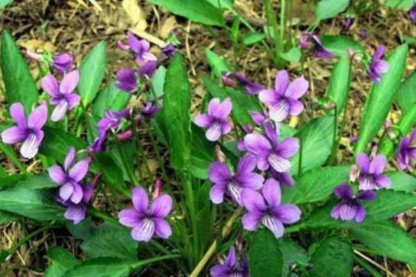 紫花地丁种子市场价格多少钱一斤 紫花地丁的生长习性