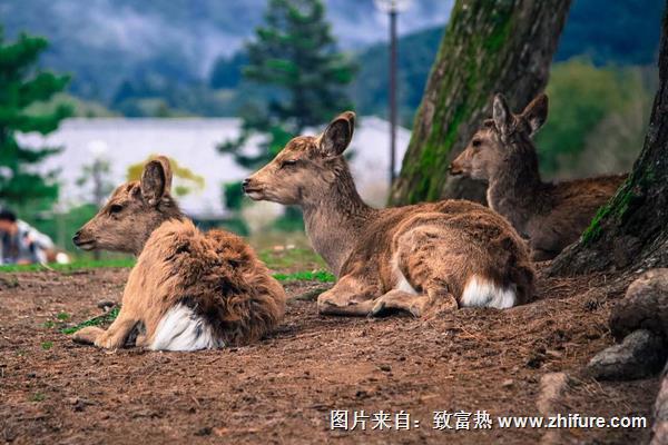 狍子养殖需要资金多少