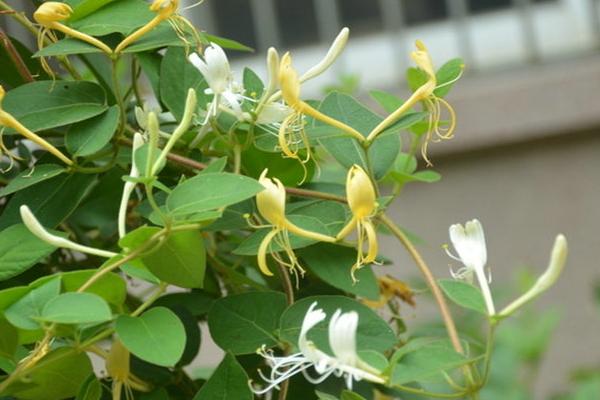 金银花市场价格多少钱一斤 金银花的简介