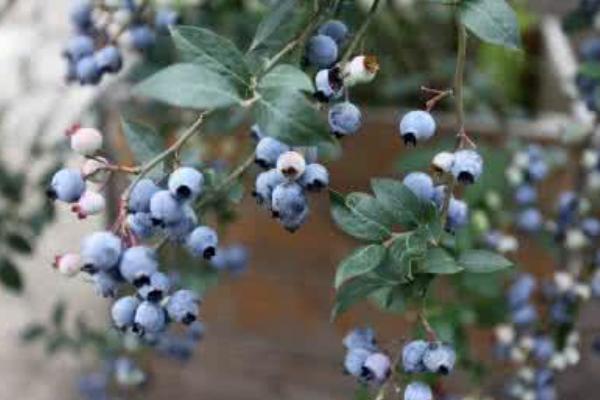 种一亩蓝莓能赚多少钱？种蓝莓的成本和利润